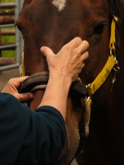 Ginnie gesicht touch